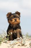 YORKSHIRE TERRIER 073